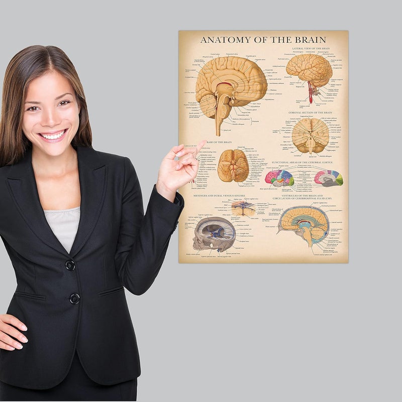 Palace Learning 2 Pack - Vintage Nervous System & Brain Anatomy Posters - Set of 2 Anatomical Charts - Laminated 18" x 24" - Image 4